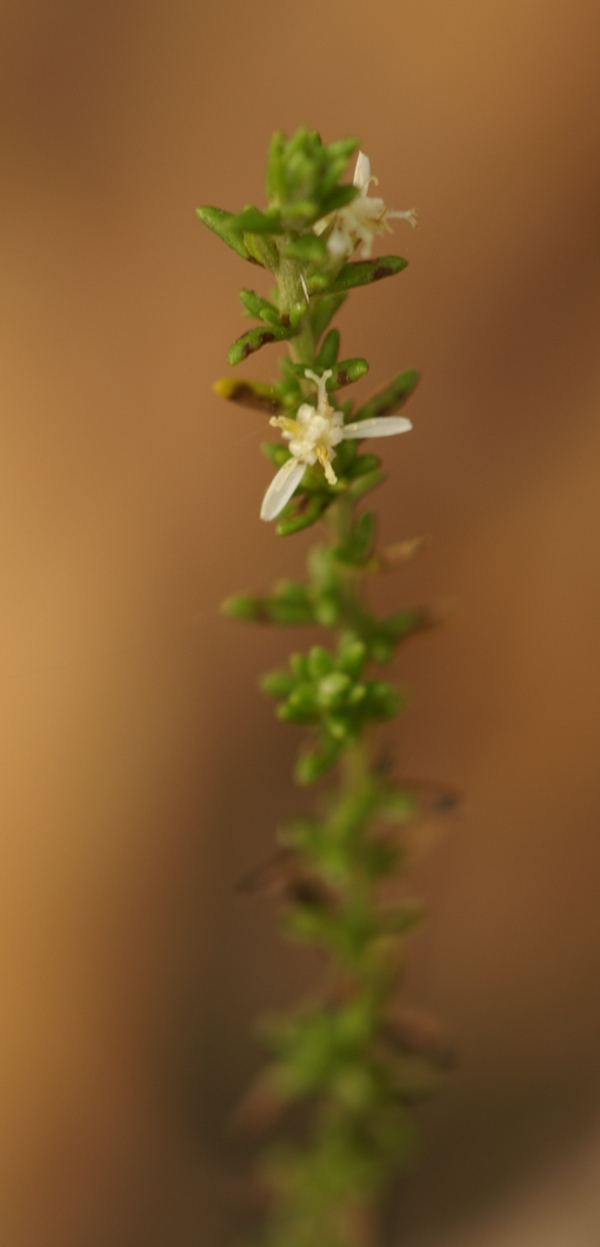 Olearia ramulosa